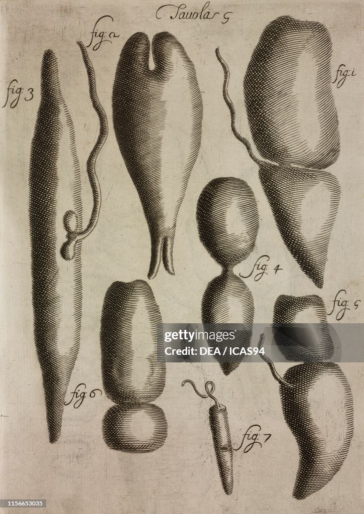 Swin bladder of Reina, and Black-striped pipefish