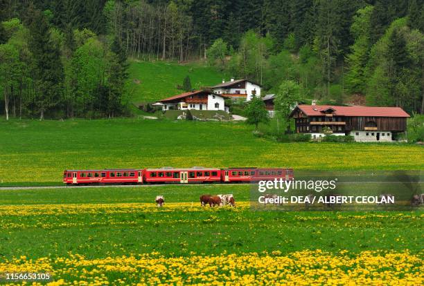 Grazing cows along the Zillertal railway, North Tyrol, Austria.