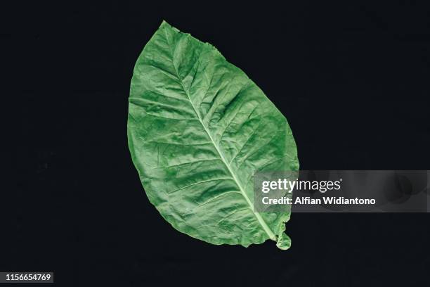 tobacco leaf - cultivo-de-tabaco fotografías e imágenes de stock
