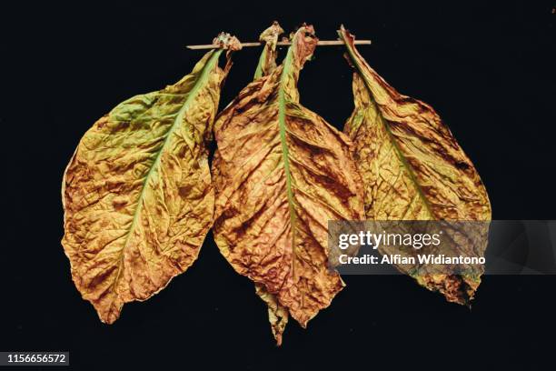 tobacco leaf - dry leaf stock pictures, royalty-free photos & images