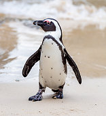 african penguins on white beach in South Africa,Capetown