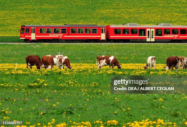 Cow Express Train 1,201 Cow And Trains Stock Photos, High-Res Pictures, and Images ...
