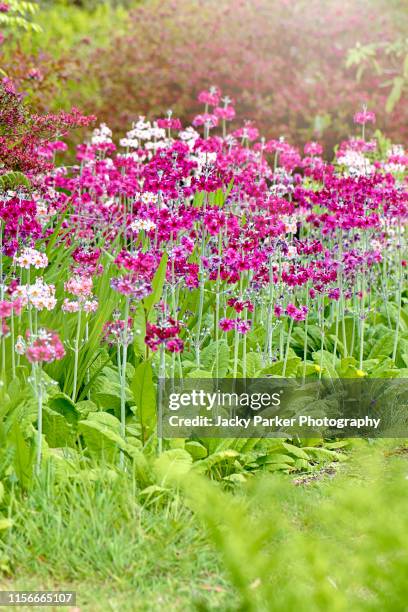 close-up image of beautiful spring flowering pink candelabra primrose flowers, candelabra primula, in soft hazy sunshine - cowslip stock pictures, royalty-free photos & images