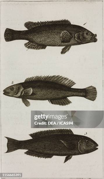 Labrus Rupestris Labrus Photos and Premium High Res Pictures - Getty Images