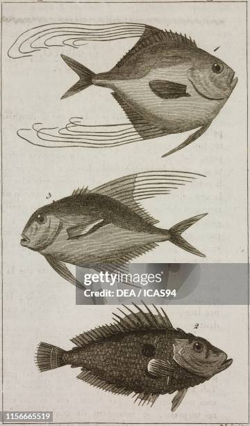 Zeo di lunghi capelli, 2) Zeo fabbro, 3) John Dory , fishes, engraving by Pietro Zuliani, from Le opere di Buffon , by Georges-Louis Leclerc de...