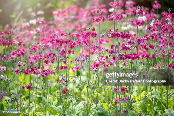 close-up image of beautiful spring flowering pink candelabra primrose flowers, candelabra primula, in soft hazy sunshine - cowslip stock pictures, royalty-free photos & images