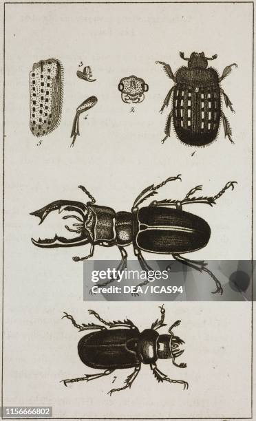 Male of Esalus scarabeoides, 2) Esalus scarabeoides's s head, mandible, paw and elitra, 6) Male of Stag Beetle , 7) Female of Stag Beetle , engraving...