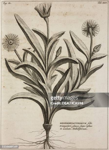 Mesembryanthemum folio triangulari glauco saepe reflexo et aculeato Bellidiflorum, engraving, from Rariorum Africanarum Plantarum , by Johannes...