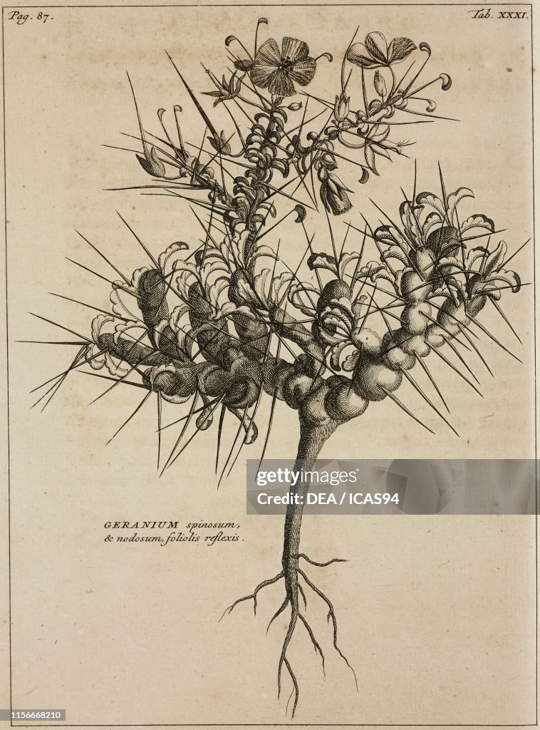 Sarcocaulon spinosum, engraving