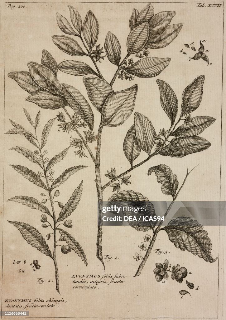 Celastrus corniculatus, Euclea racemosa, engraving