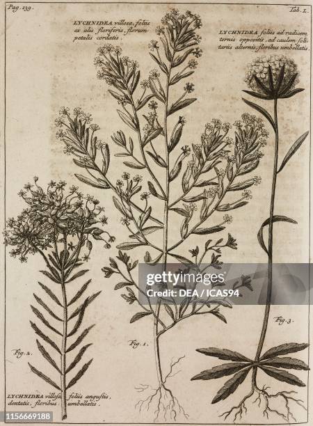 Lyperia fragrans, 2) Polycarena capensis, 3) Lychnidea foliis ad radicem ternis oppositis, ad caulem solitariis alternis, floribus umbellatus,...