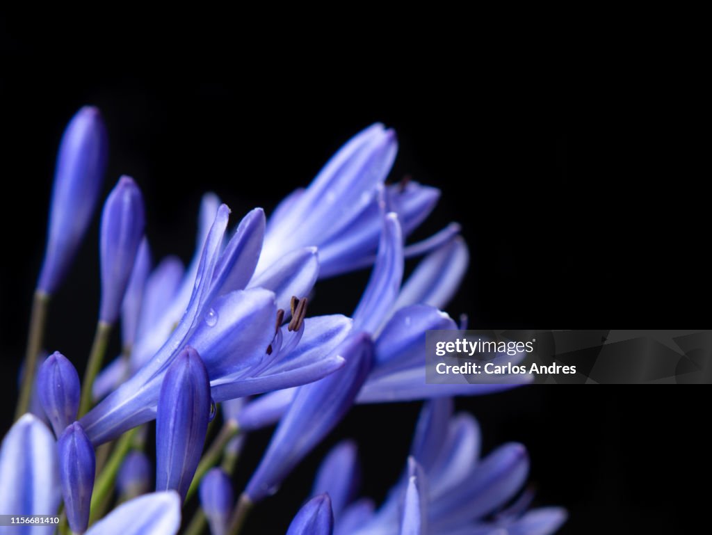 Detail of an agapanthus flower or Lily of the Nile isolated on a black background