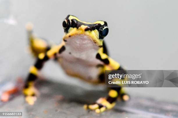 Limosa harlequin frog is photographed at a laboratory in the zoo of Cali, Colombia, on July 19, 2019. - Colombia is the second country with the...