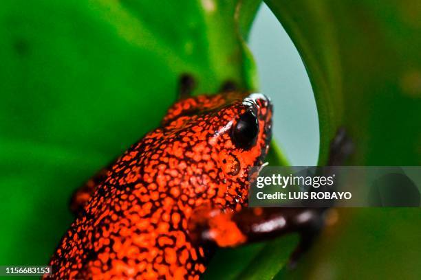 Harlequin poison frog is photographed at a laboratory in the zoo of Cali, Colombia, on July 19, 2019. - Colombia is the second country with the...