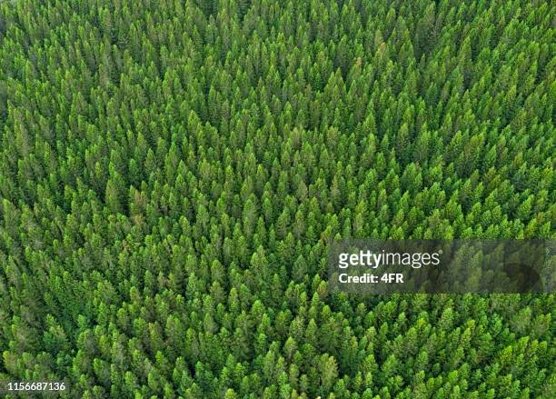 forest background, norwegen - pine woodland stock-fotos und bilder