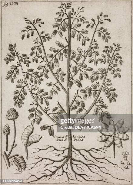 Mimosa di Giamaica, antique botanical illustration, engraving, from Istoria Botanica , by Giacomo Zanoni, Plate LVIII, published by Giuseppe Longhi...