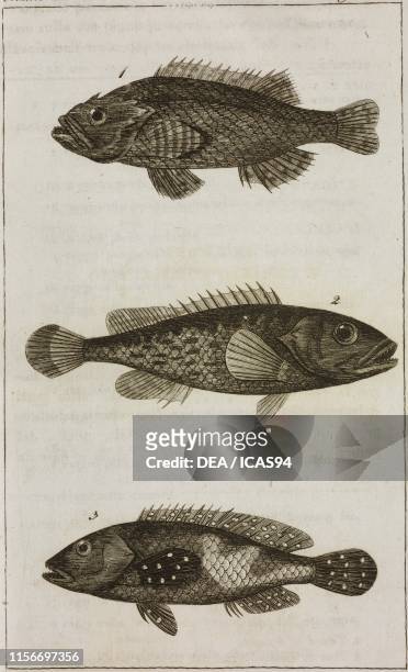 Olocentro percia , 2) Olocentro tavin, 3) Olocentro punti azzurri, fishes, engraving by Giovanni Antonio Sasso, from Le opere di Buffon , by...