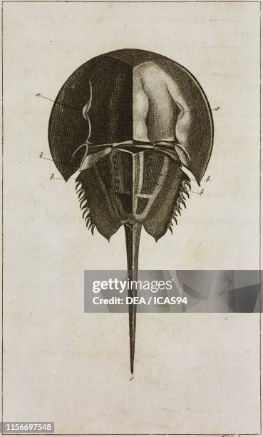 Anatomical study of the Horseshoe Crab , dorsal view, engraving by Dala, from Le opere di Buffon , by Georges-Louis Leclerc de Buffon and Bernard...