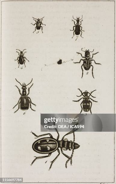 Anthia serguttata, 2) Gratifero di tre linee, 3) Brachinus bimaculatus, 4) Brachinus sclopeta, 5) Lebia di testa azzurra, 6) Odocanto melenuro, 7)...