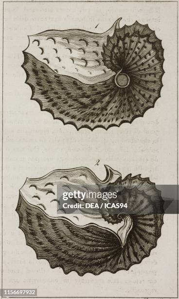 Agenort Shell Bernard De Lacepede Photos and Premium High Res Pictures - Getty Images