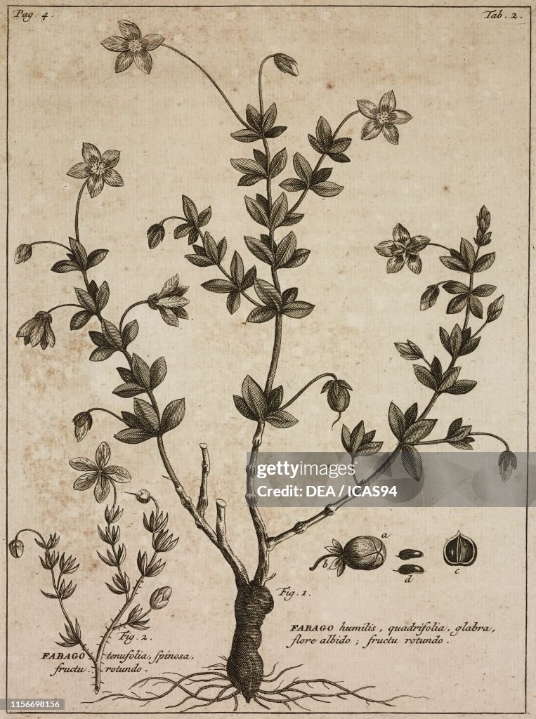 Zygophyllum sessilifolium, Zygophyllum spinosum