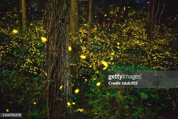 fireflies glowing in the forest at night - bioluminescência imagens e fotografias de stock
