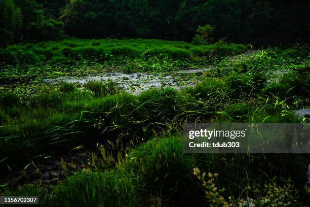 fireflies glowing above a river in the forest at night - bioluminescence stock pictures, royalty-free photos & images