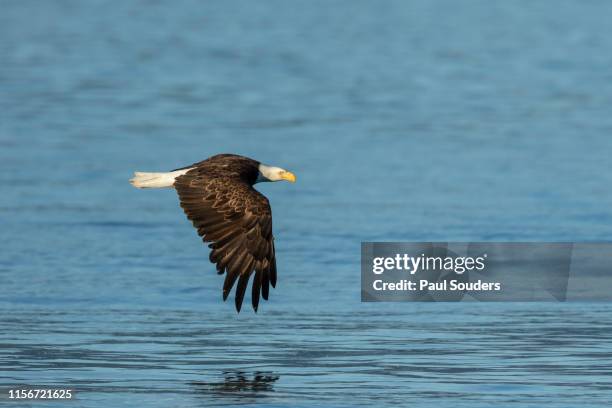 bald eagle in flight, glacier bay national park, alaska - bird of prey stock pictures, royalty-free photos & images