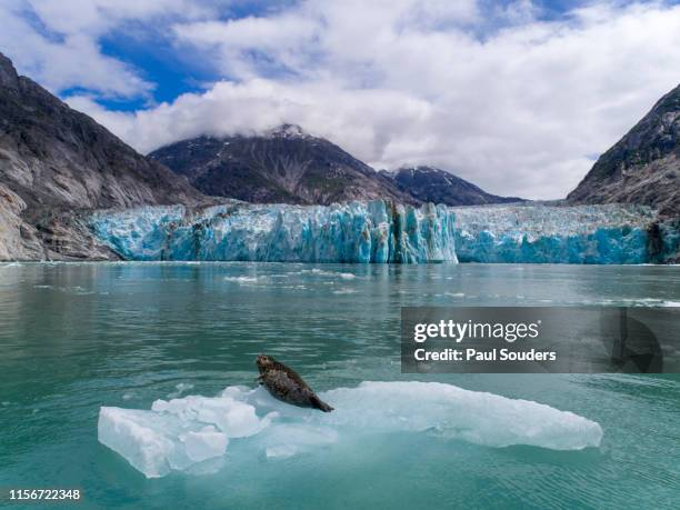 harbor seal on iceberg at dawes glacier, alaska - knubbsäl bildbanksfoton och bilder