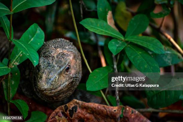 indian monitor lizard photo taken from kumarakom, india - lizard tongue stock pictures, royalty-free photos & images