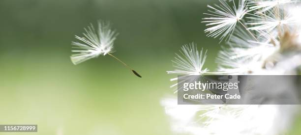 seed coming away from dandelion - maskrosfrö bildbanksfoton och bilder