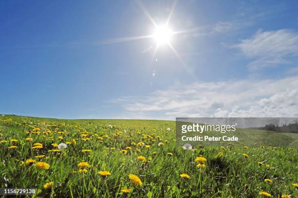 wild meadow on summers day - luz del sol fotografías e imágenes de stock