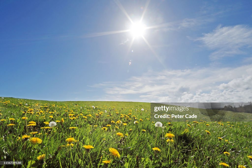 Wild meadow on summers day