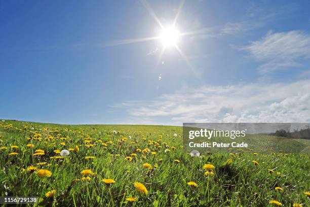 wild meadow on summers day - flowers summer stockfoto's en -beelden