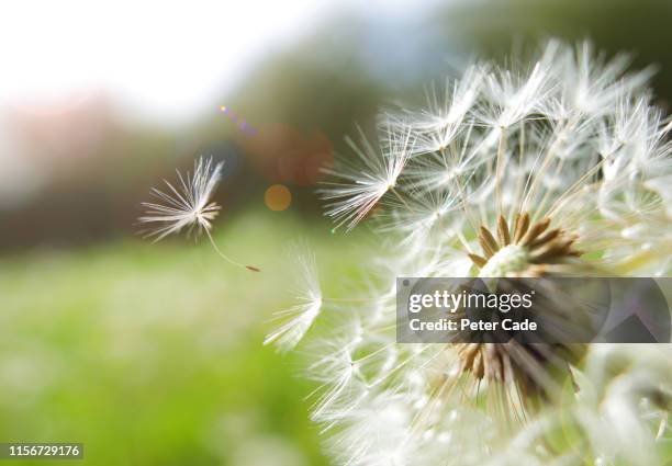 seed coming away from dandelion - leave fotografías e imágenes de stock