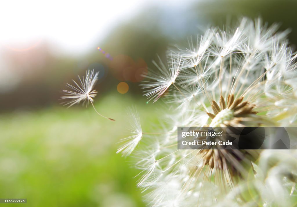 Seed coming away from dandelion