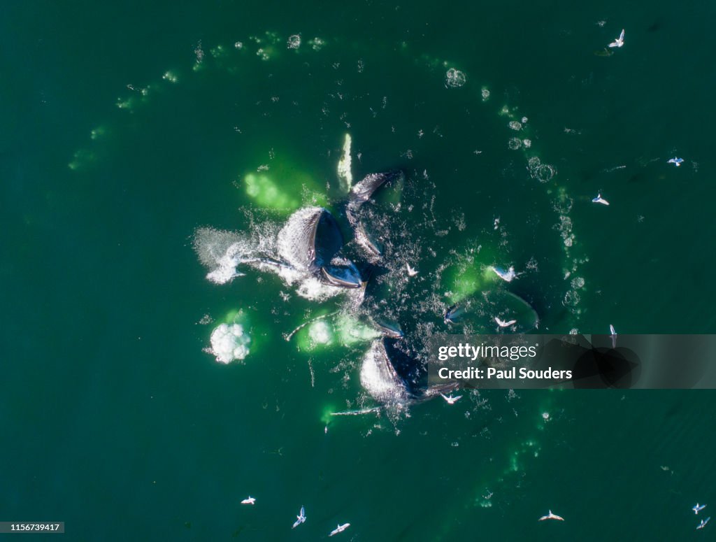 Aerial View of Humpback Whales Bubble Net Feeding, Alaska