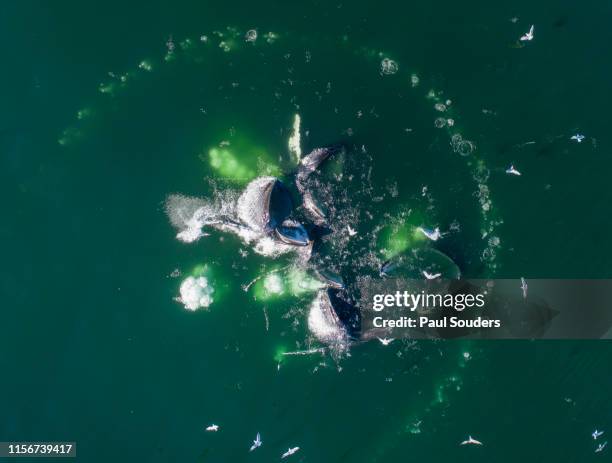 aerial view of humpback whales bubble net feeding, alaska - photos of humpback whales stock pictures, royalty-free photos & images