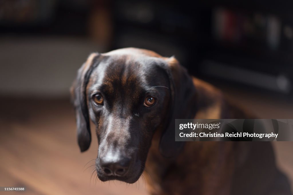 Dog looking guilty