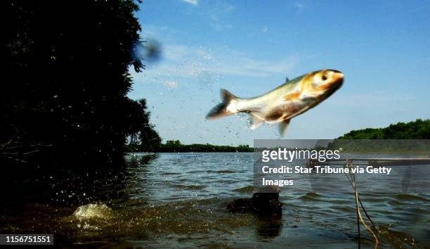 Illinois River in central Illinois - the invasive species silver carp jump out of the Illinois River - they are slowly advancing north and may become...