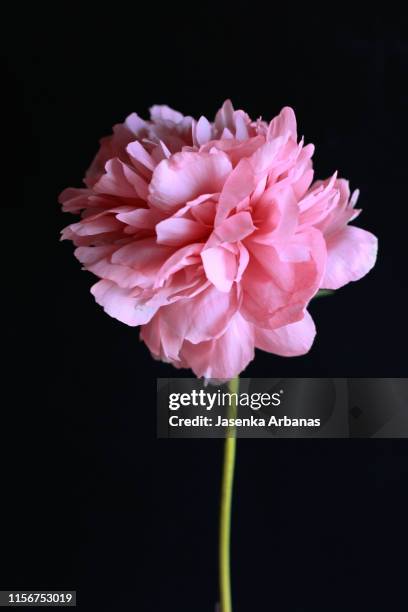 pink peony - peónia imagens e fotografias de stock