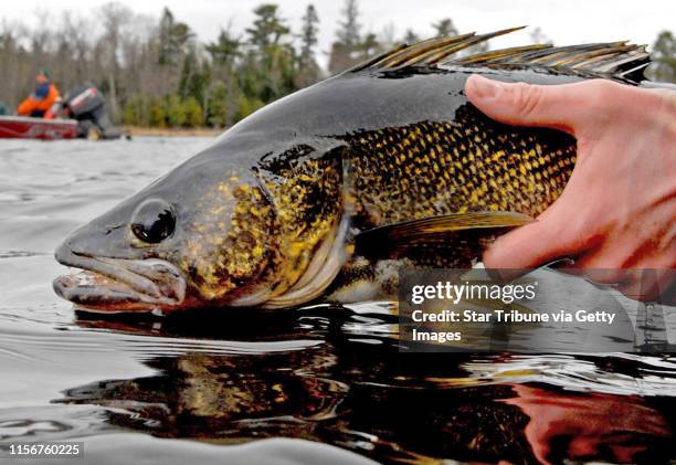 Dennis.anderson@startribune.com . 5/9/2009 .. FISHING OPENER ... A 6.5 pound walleye was released Saturday on Crane Lake, northeast of Orr, Minn.,...