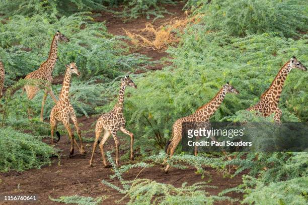 Aerial View of Giraffe Herd in Shompole Conservancy, Kenya