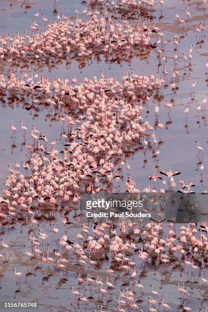 Aerial View of Nesting Flamingos in Lake Natron, Tanzania, Africa