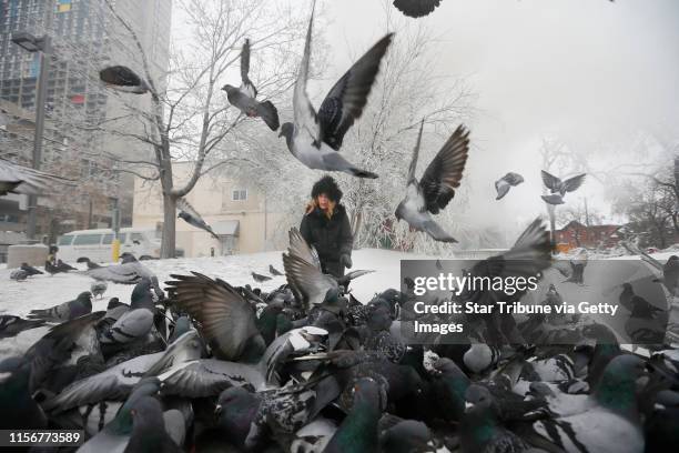 Injured Pigeon Photos and Premium High Res Pictures - Getty Images