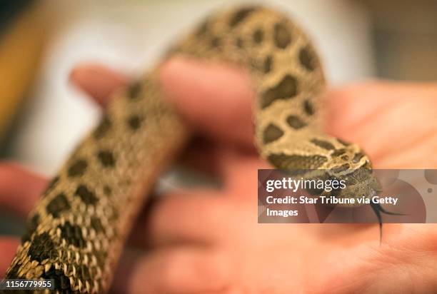 Volunteer Nancy Stoddard showed a group of kids a western hognose..., News Photo