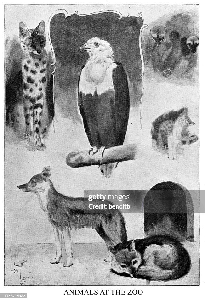 Animals at the zoo