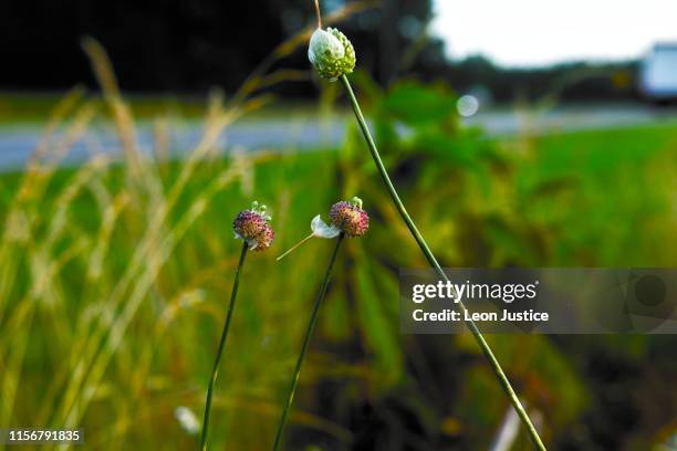 spider crawling on flower - durham north carolina stock pictures, royalty-free photos & images