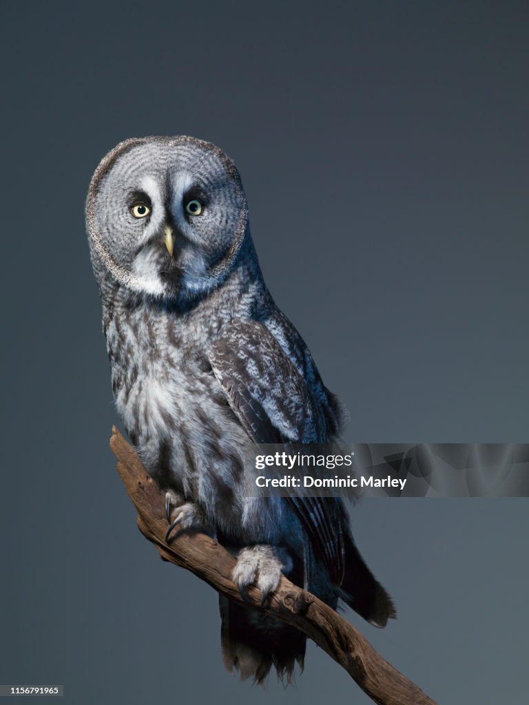 Great Grey owl