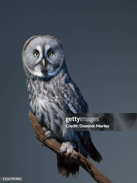 great grey owl - eule stock-fotos und bilder